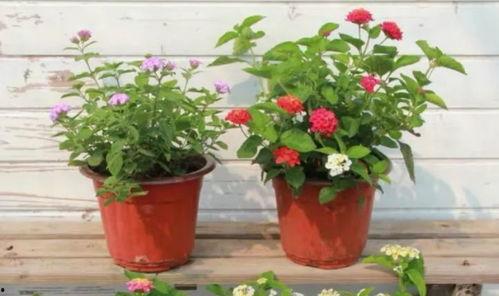 镖人最新情报爆料视频大全,视频大全深度解析  第3张