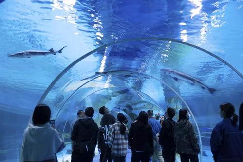 水底世界爆料视频大全,水底世界爆料视频大全精彩回顾